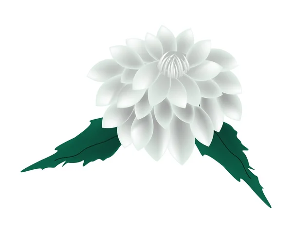 Fleur de dahlia blanche sur fond blanc — Image vectorielle