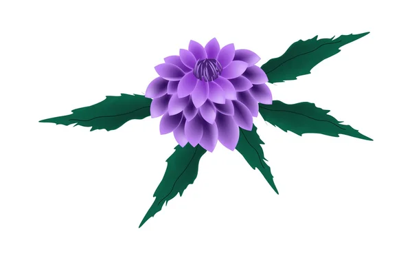 Purple Dahlia Flower on A White Background — Stock Vector