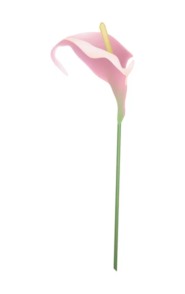 Flor de antúrio rosa ou Flamingo em branco — Vetor de Stock