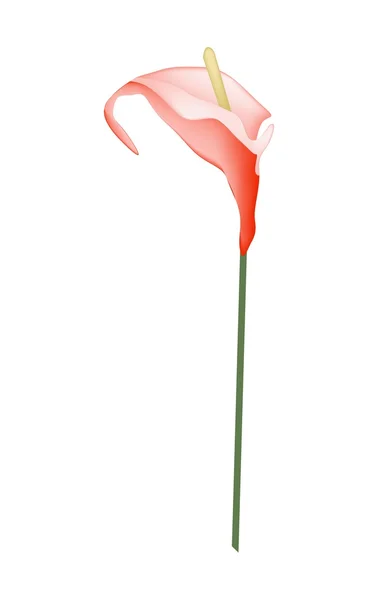 Flor de anturio rojo o Flor de Flamenco en Blanco — Vector de stock