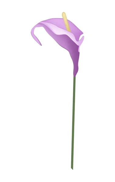 Kwiat fioletowy Anturium lub Flamingo kwiat na białym tle — Wektor stockowy
