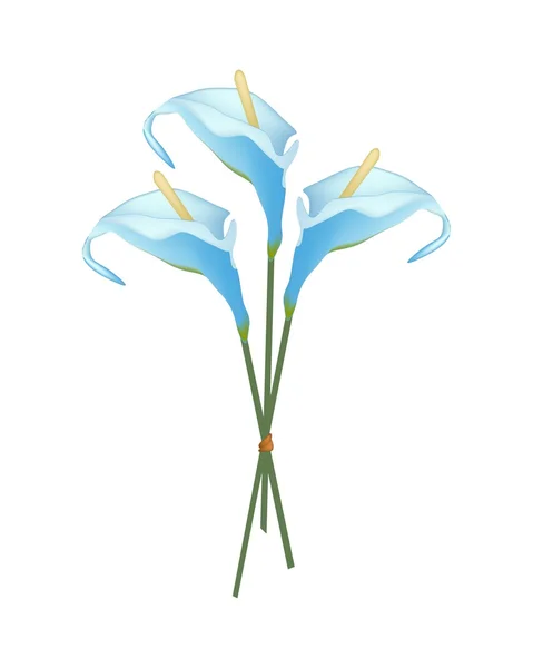 Hermoso ramo de Anthurium azul o ramo de flamenco — Vector de stock