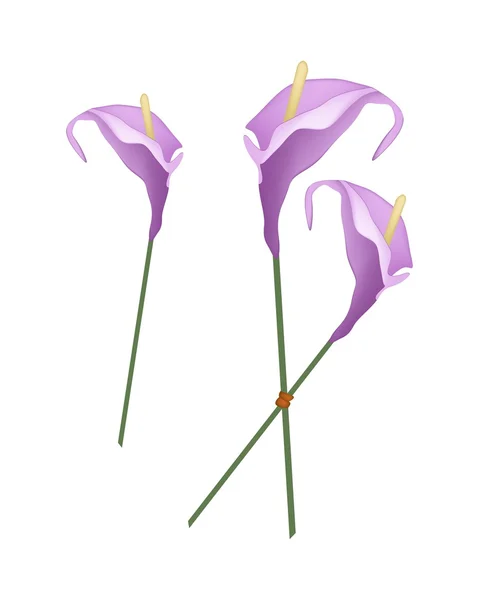 Flores de Anthurium púrpura o flores de flamenco en blanco — Vector de stock