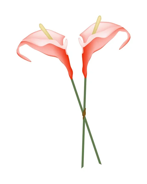 Flores de anturio rojo o flores de flamenco en blanco — Vector de stock