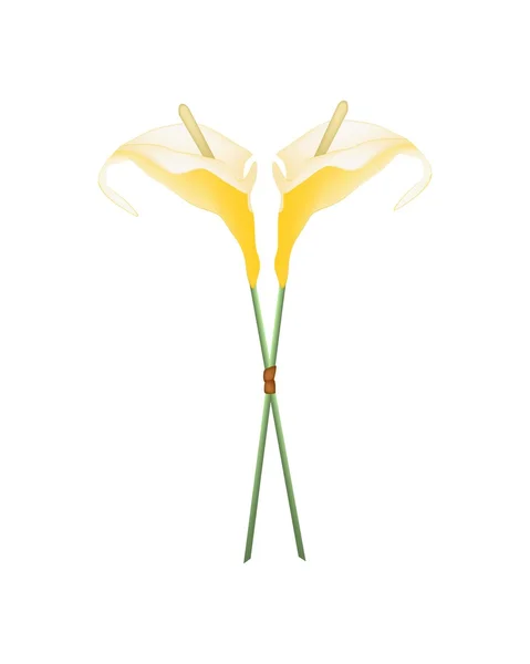 Flores amarelas do antúrio ou flores de Flamingo no branco —  Vetores de Stock