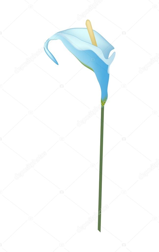 Blue Anthurium Flower or Flamingo Flower on White