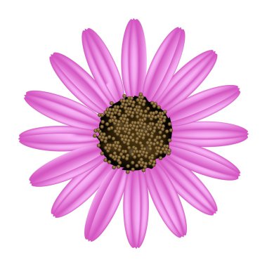Beyaz arka planda pembe papatya çiçeği