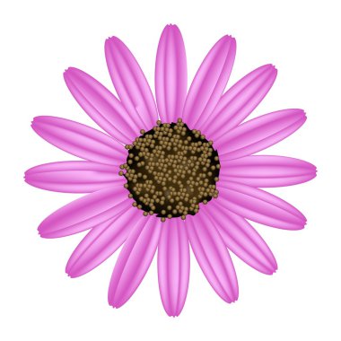 Pink Daisy Flower on A White Background clipart