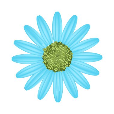 Light Blue Daisy Flower on White Background clipart