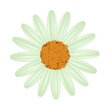 Green Daisy Flower on A White Background clipart