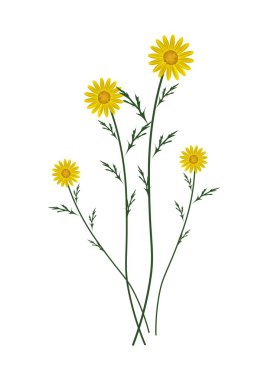 Yellow Daisy Blossoms on A White Background clipart