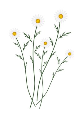 White Daisy Blossoms on A White Background clipart