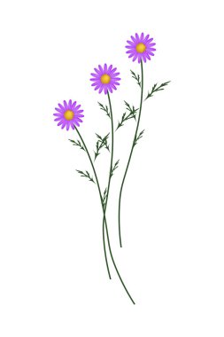 Mor papatya çiçekleri beyaz bir arka plan üzerinde