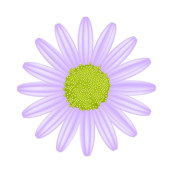 Violet Daisy Flower on A White Background — Stock Vector