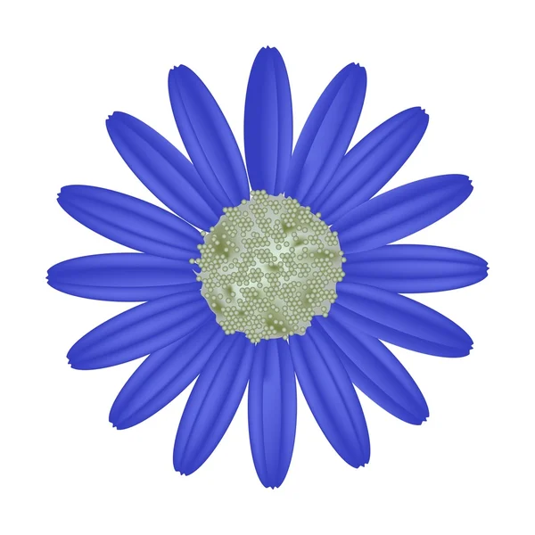 Flor de margarita azul sobre un fondo blanco — Vector de stock