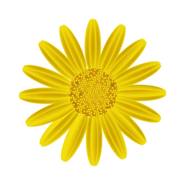 Flor margarida amarela em um fundo branco — Vetor de Stock