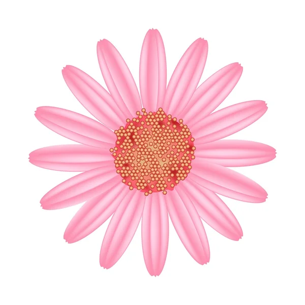 Old Rose Daisy Flor sobre un fondo blanco — Vector de stock