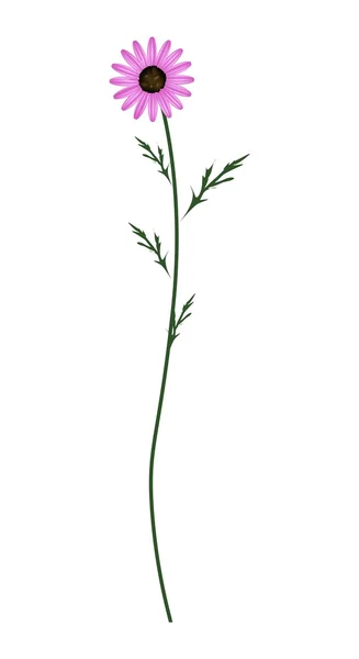 Beyaz bir arka plan üzerinde mor papatya çiçeği — Stok Vektör