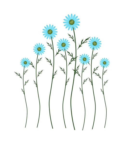 Fleurs de marguerite bleu clair sur fond blanc — Image vectorielle