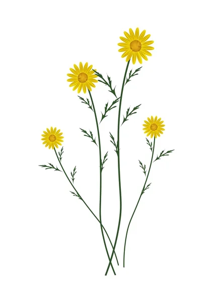 Yellow Daisy Blossoms on A White Background — Stock Vector