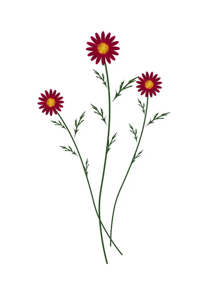 Red Daisy Blossoms on A White Background — Stock Vector