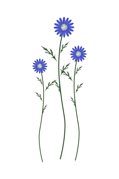 Blaues Gänseblümchen blüht auf weißem Hintergrund — Stockvektor