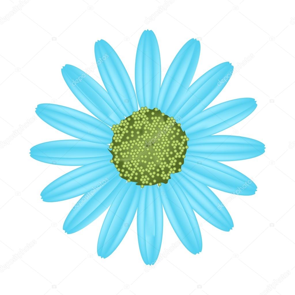 Light Blue Daisy Flower on White Background