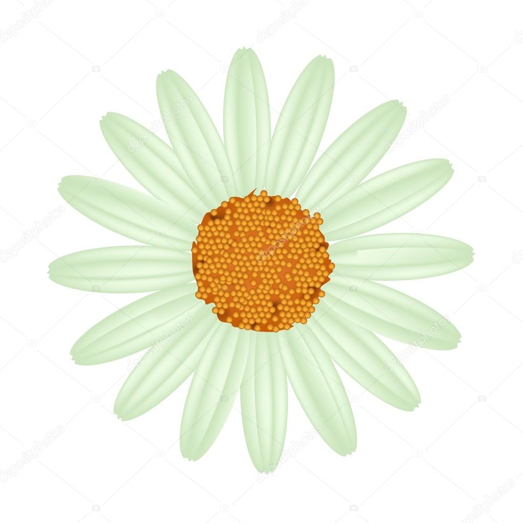 Green Daisy Flower on A White Background