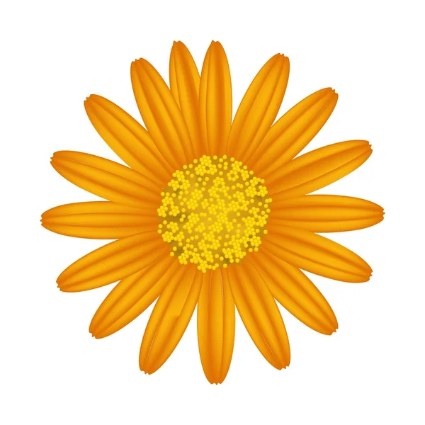 Flor de margarita naranja sobre un fondo blanco — Vector de stock