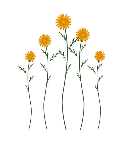 Orange Daisy Blossoms on A White Background — Stock Vector