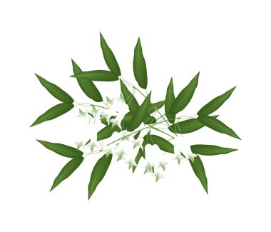 Çiçek veya Mührüsüleyman Multiflorum çiçek beyaz Solomonlar mühür