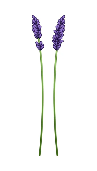 Hermosas flores de lavanda púrpura sobre un fondo blanco — Vector de stock