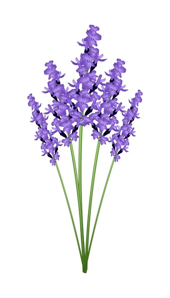 Bunch of Purple Lavender Flowers on A White Background — Stock Vector