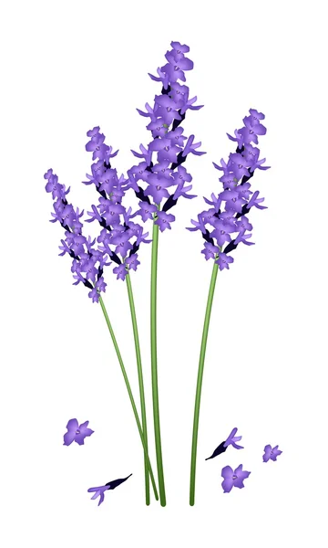 Flores de lavanda roxa em um fundo branco —  Vetores de Stock