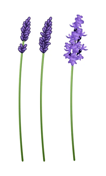 Three Beautiful Purple Lavender Flowers on White Background — Stock Vector