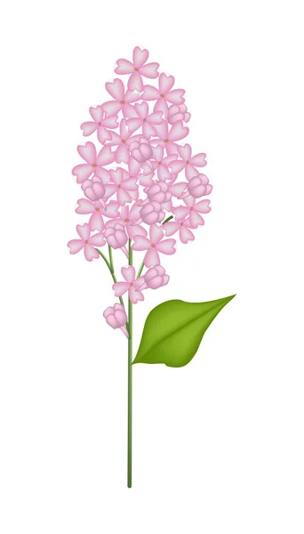 Pink Lilac or Syringa Vulgaris on White Background — Stock Vector