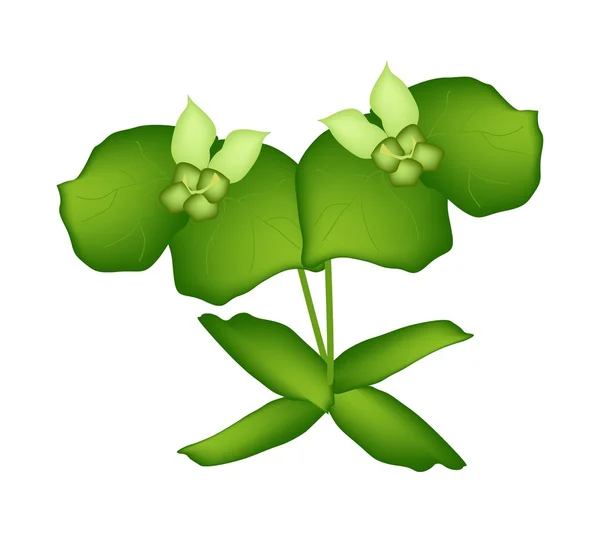 Dos cipreses verdes purga o euforbia Cyparissias — Vector de stock