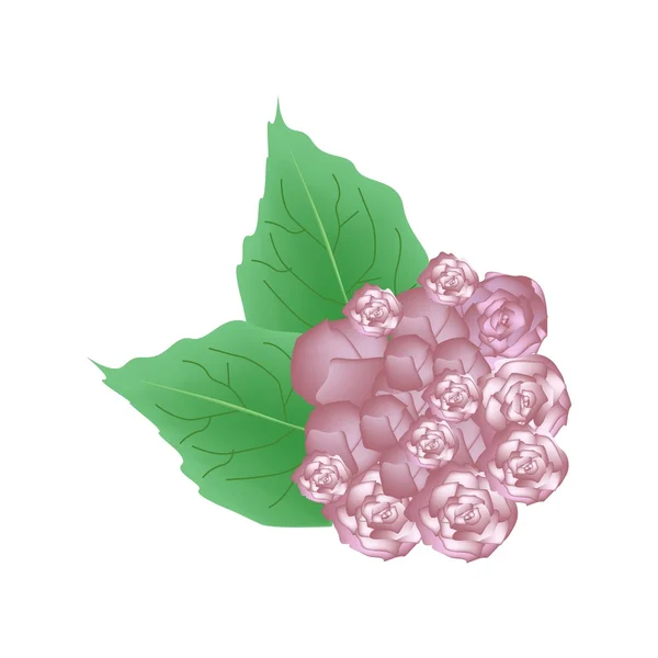 Rosa Glória Bower Flores ou Clerodendrum Chinense Flores — Vetor de Stock