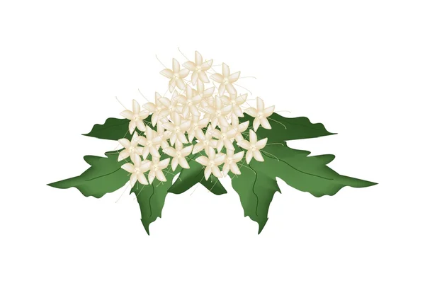 Schöne clerodendrum paniculatum Blüten oder Pagodenblumen — Stockvektor