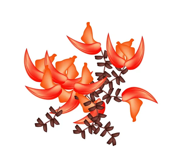 Mooie bastaard Teak bloemen of Butea Monosperma bloemen — Stockvector