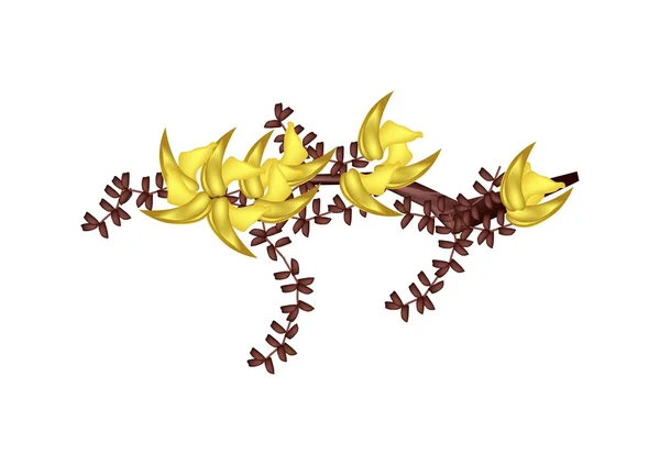Žlutý Bastard Teak květiny nebo Butea Monosperma květiny — Stockový vektor