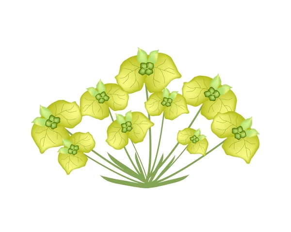 Yellow Cypress Spurge или Euphorbia Cyparissias на белом фоне — стоковый вектор