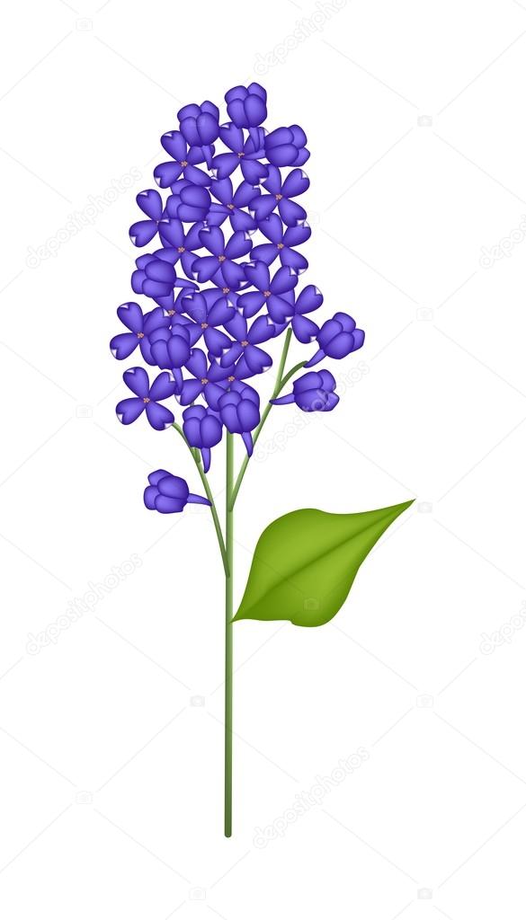 Blue Lilac or Syringa Vulgaris on White Background