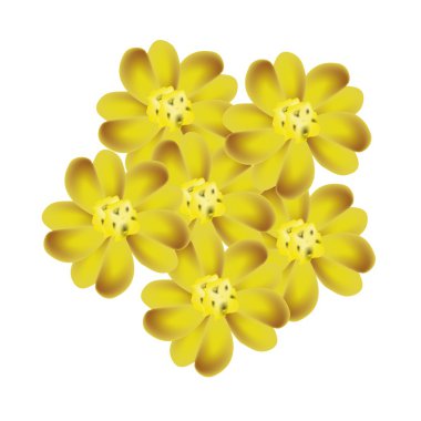 Sarı civanperçemi çiçek veya Achillea Millefolium çiçek
