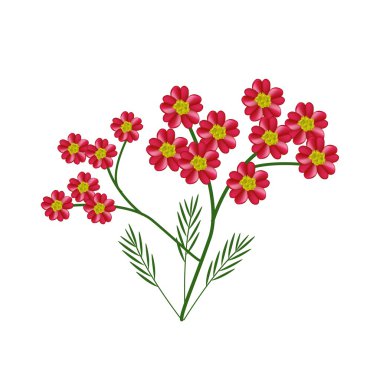 Blossoming of Red Yarrow Flowers or Achillea Millefolium Flowers