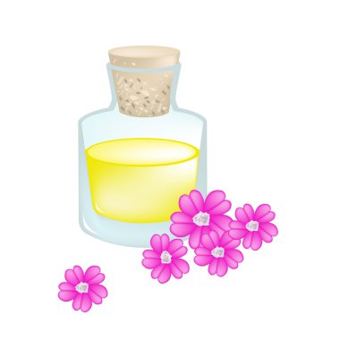 Pink Yarrow or Achillea Millefolium with Essential Oil