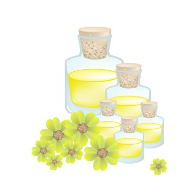 Yellow Yarrow or Achillea Millefolium with Essential Oil