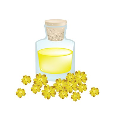 Yellow Yarrow or Achillea Millefolium with Essential Oil