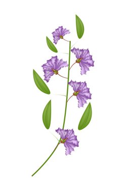 Bunch of Purple Crape Myrtle Flowers on White Background clipart