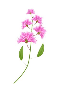 Pembe krep Myrtle çiçek beyaz arka plan üzerinde grup